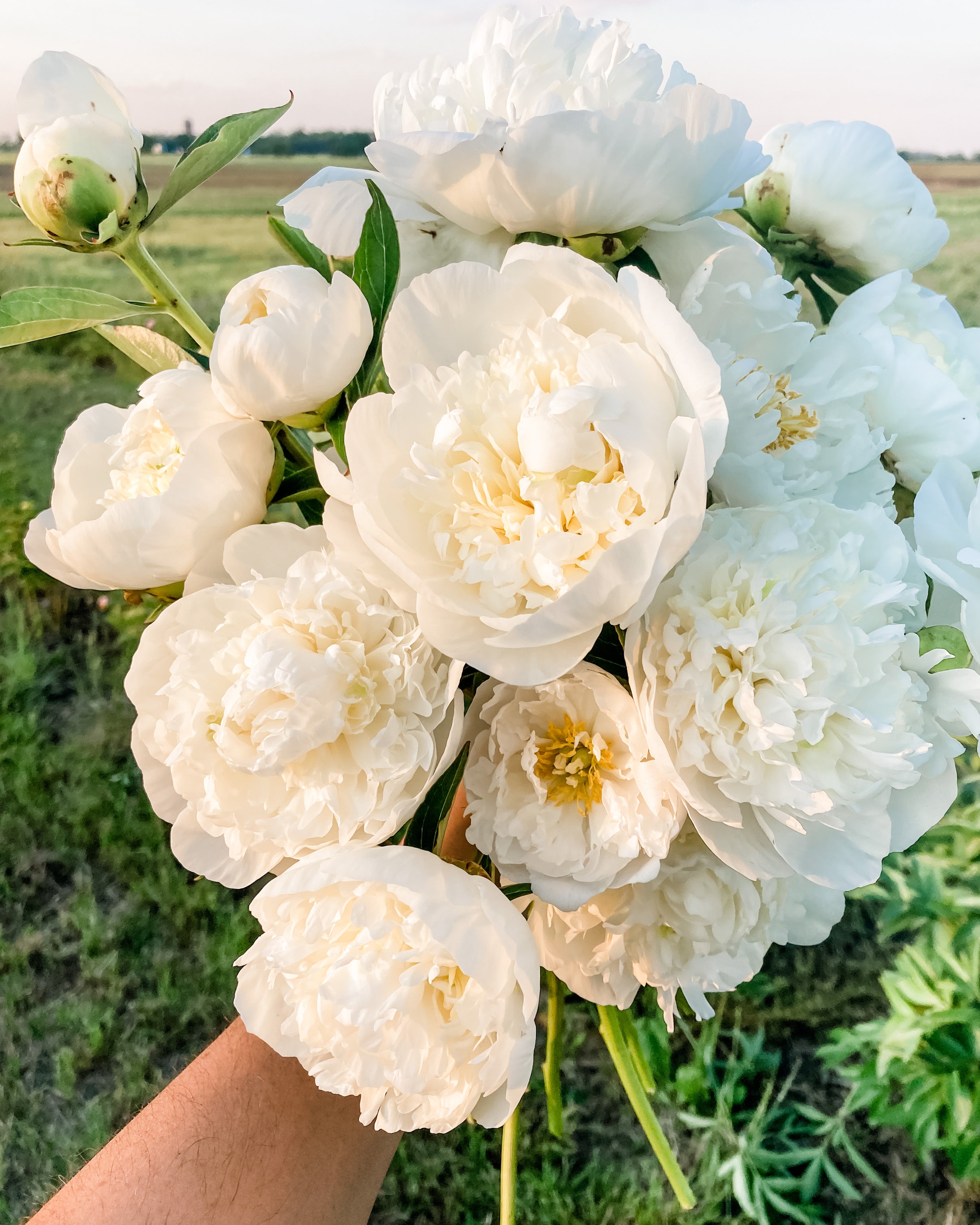 NEW* Peony Subscription – Clayfield Farms