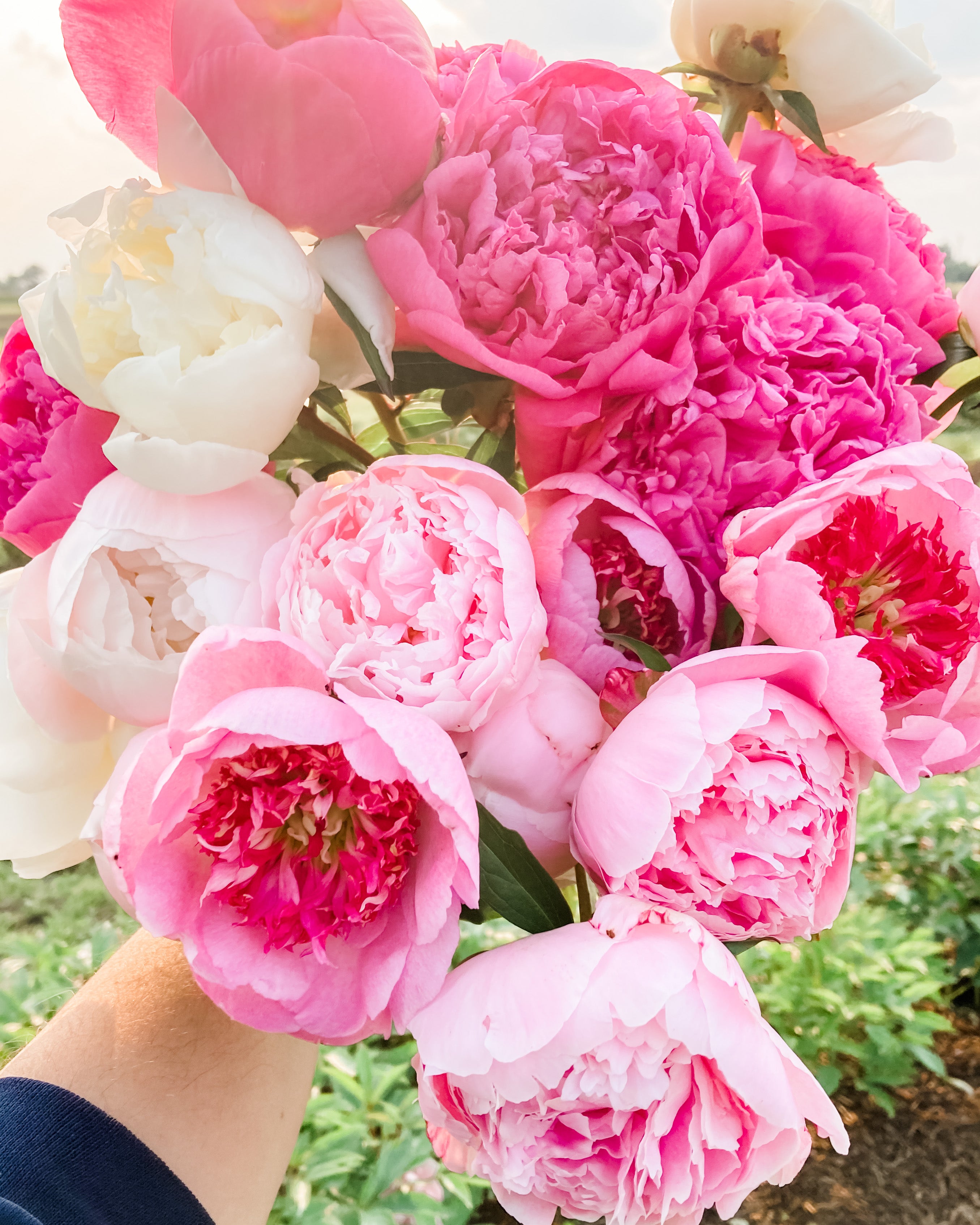 NEW* Peony Subscription – Clayfield Farms