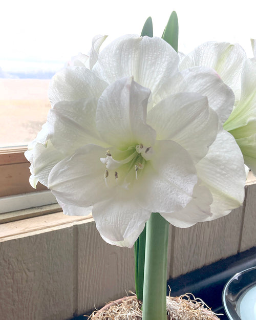 Potted Amaryllis Bulb