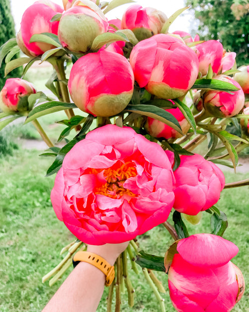 *NEW* Peony Subscription