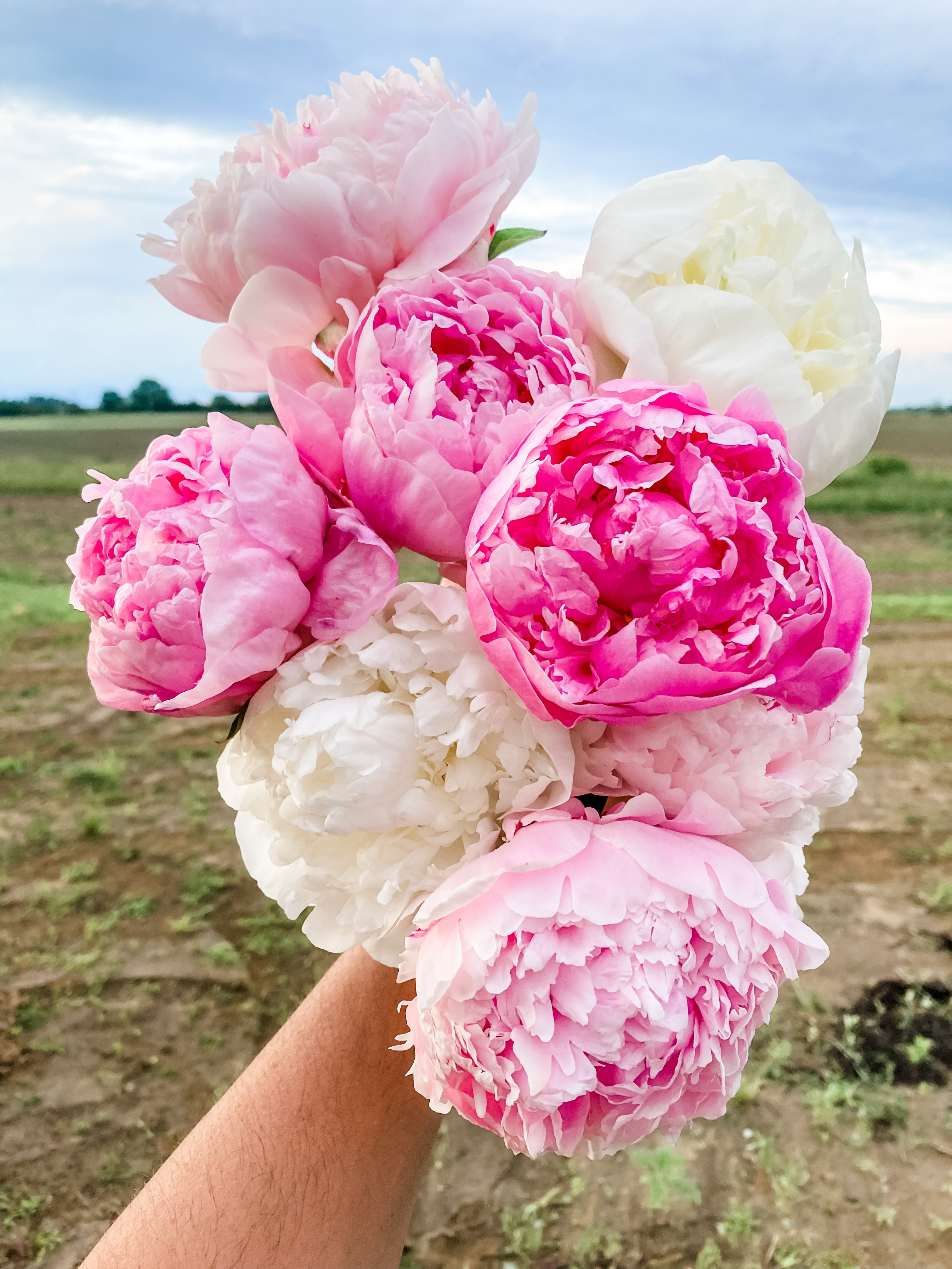 NEW* Peony Subscription – Clayfield Farms