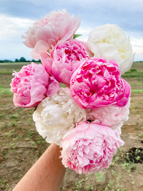 *NEW* Peony Subscription