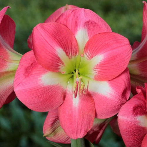Potted Amaryllis Bulb