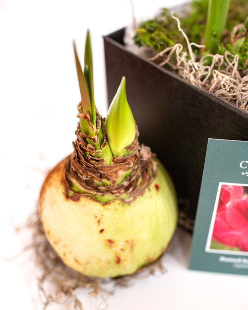 Potted Amaryllis Bulb