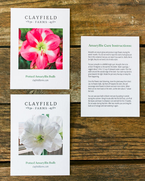 Potted Amaryllis Bulb