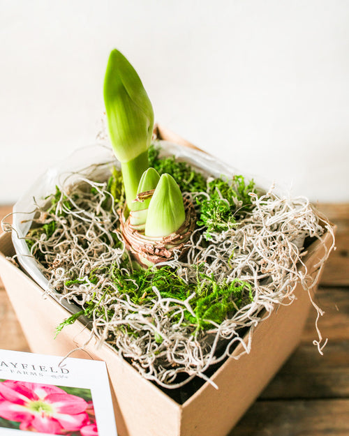 Potted Amaryllis Bulb