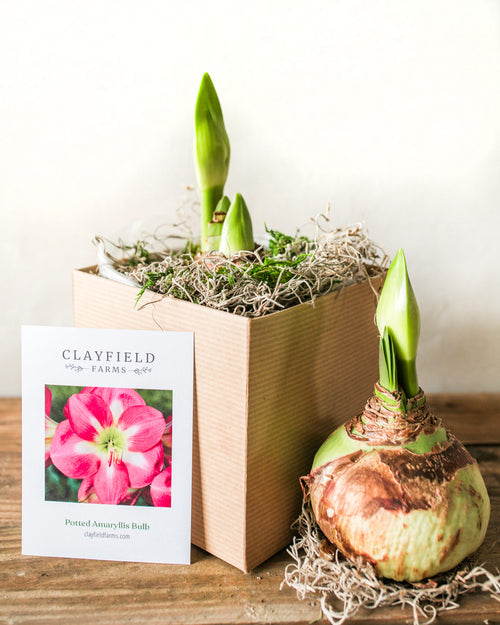 Potted Amaryllis Bulb