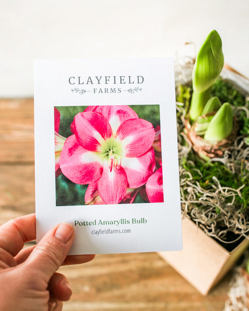 Potted Amaryllis Bulb