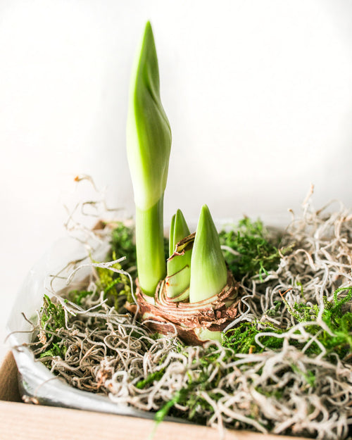 Potted Amaryllis Bulb