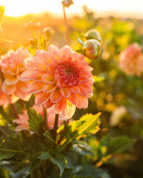 2026 Monthly Calendar