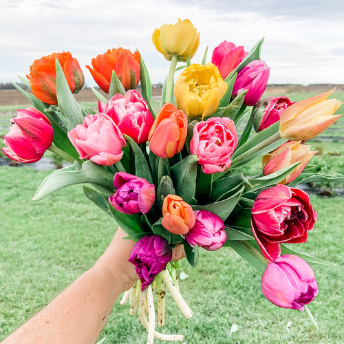 Early Spring Subscription